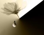 Ombra nella notte  
