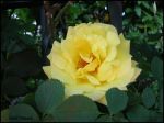 Un Pianto nel cuore (A Z� Tota)