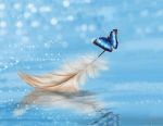 Piume D�anima