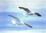 In volo