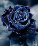 Pensiero d'amore