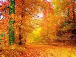 Foglie gialle d�autunno