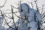 Come neve