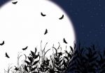 Notturno