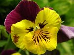 Natura in fiore