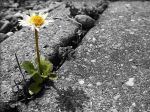 Semplicit�