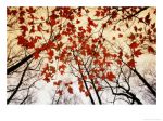 Soffia il vento  