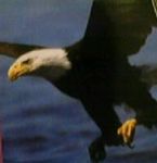 Piccola aquila