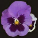 Viole