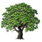 C�era una quercia