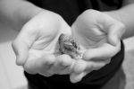 Incubi, Chimere e Realt�
