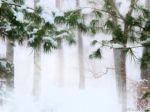Neve