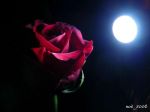 La Bestia e la sua Rosa