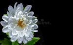 Giardino d�inverno