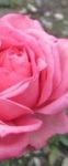 Si � lasciato ingannare il mio giardino