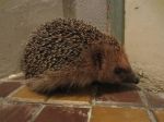Non voglio pi� (Il riccio)