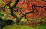Verr� la primavera