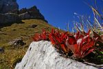 Cresce il fuoco sul sasso - ed � vita - sempre!  