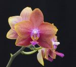 Orchidea