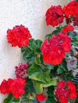 Geranio rosso