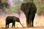 La premura dell�elefante