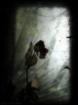 La Rose  
