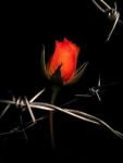 Des vers... Un r�ve!  