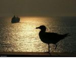 Vers d'autres cieux plus lumineux  