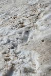 Sporco la Neve  
