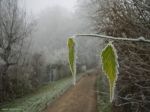 La Difesa della Brina