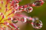 Come rugiada del mattino. (Like Dew in the early morning)  