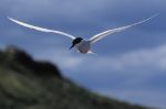 Les oiseaux