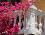 Il canto dei fiori