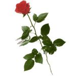 Era già amore