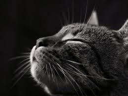 Lui... gatto!