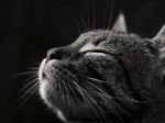 Lui... gatto!