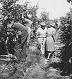 Giorni di vendemmia