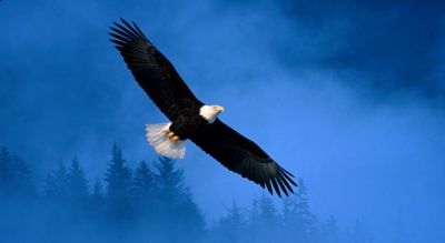 Aquila Reale