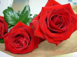 Petali di rose rosse