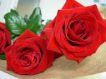 Petali di rose rosse