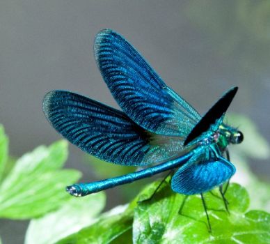 Libellula