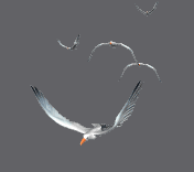 Ali per volare