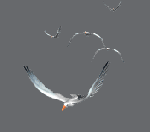 Ali per volare