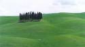 vagando nei sussurri del campo di grano