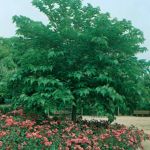 Evolversi naturale