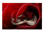 La rosa