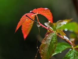 Preludio d�autunno