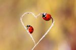 L�amore � una cura