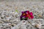 Explos�o de Amor