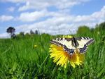 Cos� muoiono le farfalle
